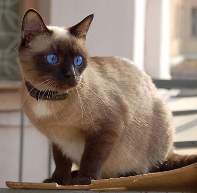 Сиамская кошка, фото, характер, уход, болезни Сиамская кошка, фото, характер, уход, болезни