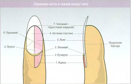 Что такое человеческий ноготь на Мангал своими руками из кирпича украсит ваш двор
