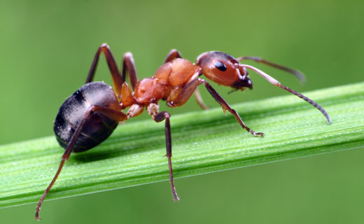 Картинки по запросу муравей