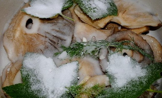 Как засолить грибы холодным способом